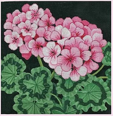 Pink Geraniums w/White Background