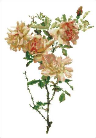 Willmott - Fortunes Double Yellow Rose