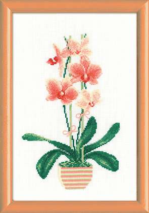 Yellow Orchid