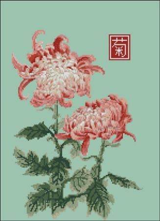 Japanese Chrysanthemum Double Red White