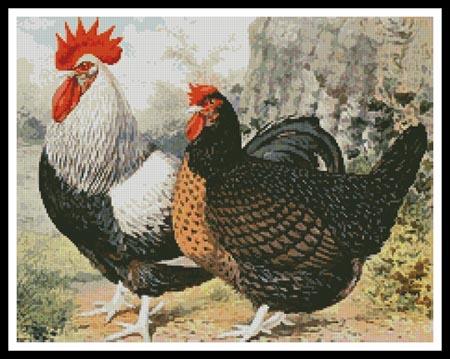 Rooster and Chicken