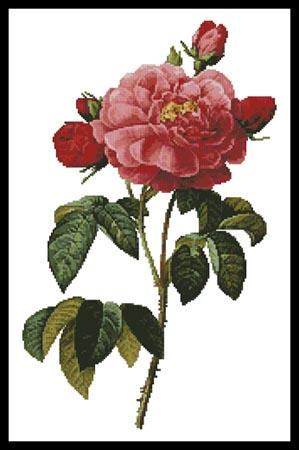 Rosa la Duchess D'Orleans  (Pierre-Joseph Redoute)