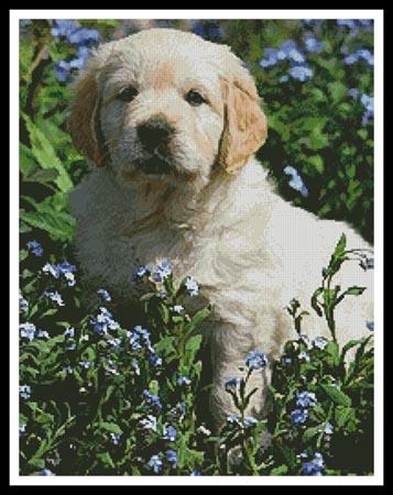 Golden Retriever Forget Me Not