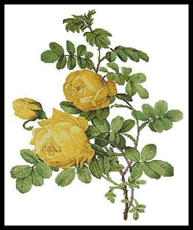 Rosa Sulfurea  (Pierre Joseph Redoute)