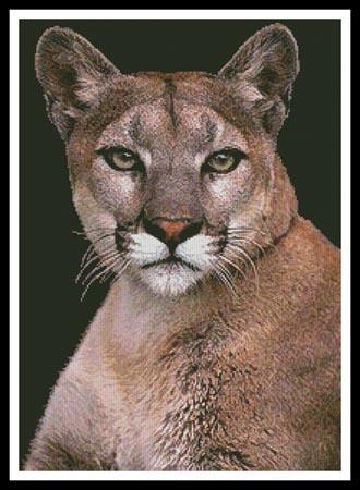 Cougar