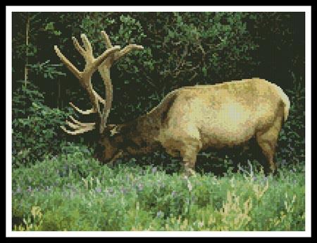 Elk