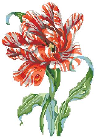 Striped Parrot Tulip