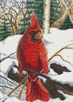 Winter Cardinal