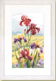 Irises at Dawn