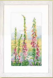 Foxgloves at Dawn