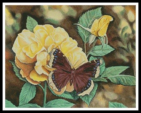 Mourning Cloak  (Mike Bennett)