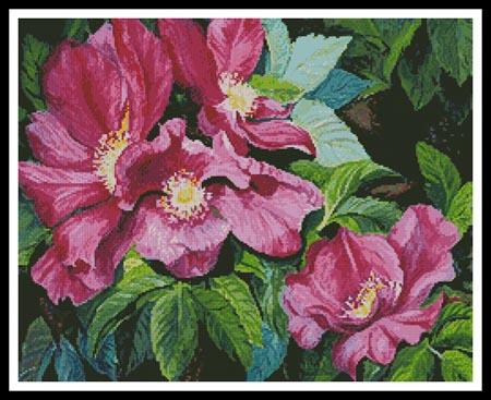 Wild Red Roses  (Joanne Porter)