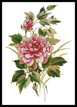 Antique Rose