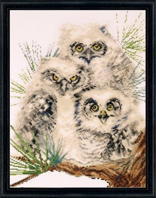 Owl Trio