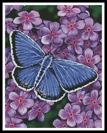 Eastern Tailed Blue Butterfly  (Marilyn Barkhouse)