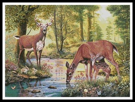 Woodland Stream  