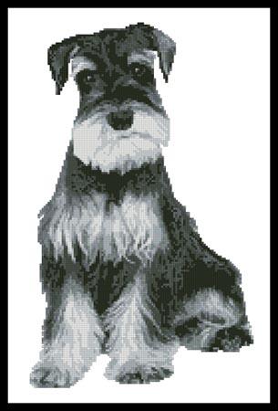 Silver Schnauzer