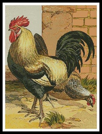 Coloured Dorking Chickens