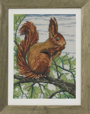 Squirrel