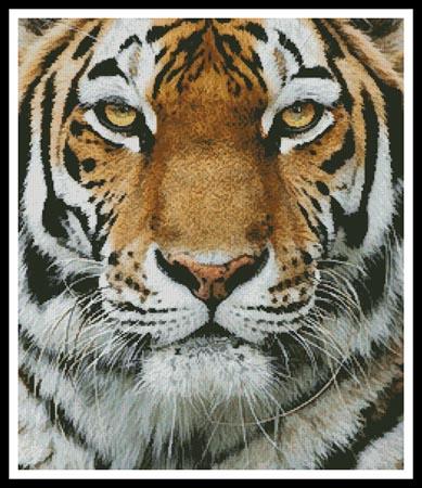 Tiger Portrait