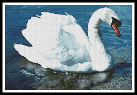 Swan