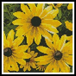 Mini Black-Eyed Susan