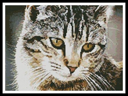 Cute Cat