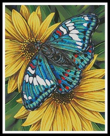 Gaudy Baron Butterfly  (Marilyn Barkhouse)