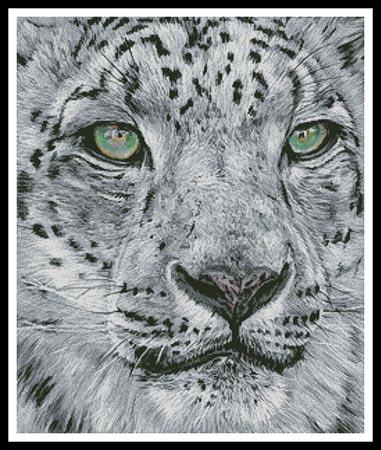 Snow Leopard Portrait