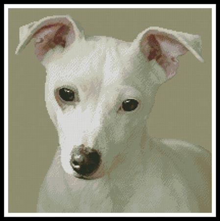 Miniature Jack Russell Terrier