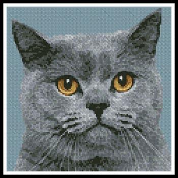 Mini British Shorthair Cat