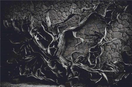 Bark of a Tree