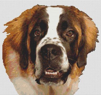 Saint Bernard 2