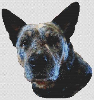 Ringo - Australian Cattle Dog