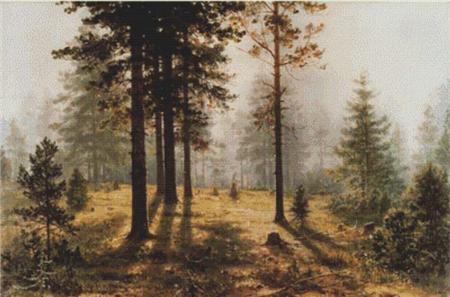 Fog in the Forest