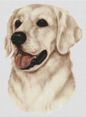 Golden Retriever - Buff
