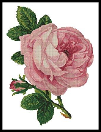 Pink Rose and Bud