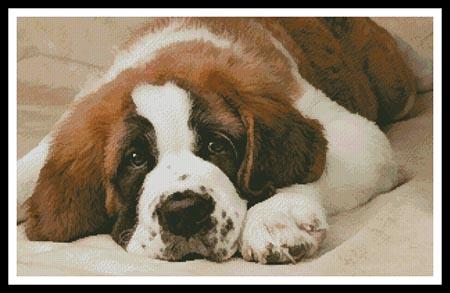 St Bernard Photo