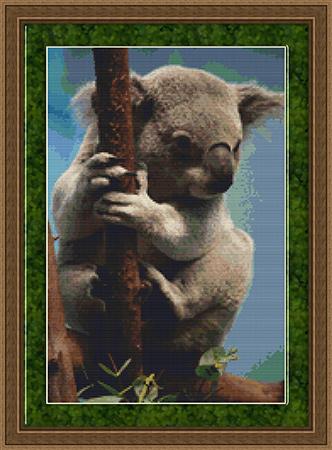 Koala