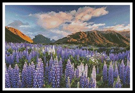 Lupins