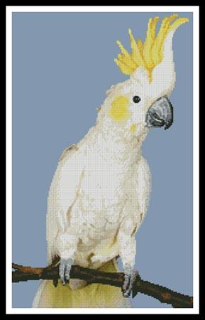 Sulphur Crested Cockatoo