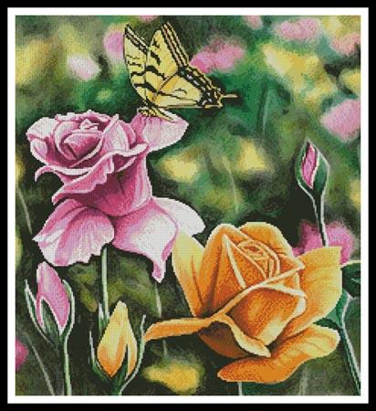 Tiger Swallow Tail in Rose Garden  (Mike Bennett)