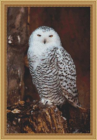 White Owl
