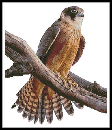 Australian Hobby