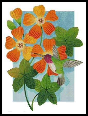 Beija Flor Orange  (Johnny Karwan)