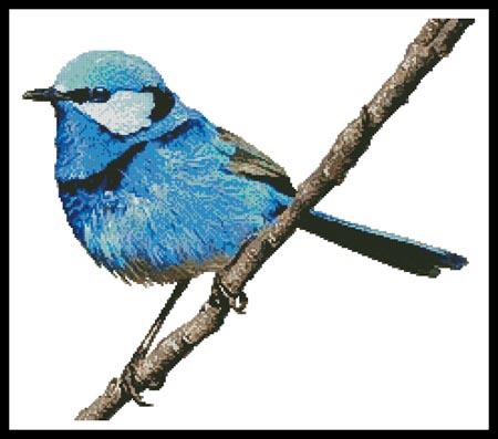 Male Splendid Fairy Wren 2