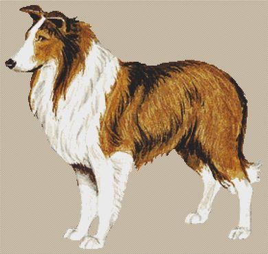 Rough Collie