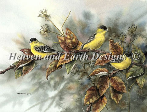 Gold Finches