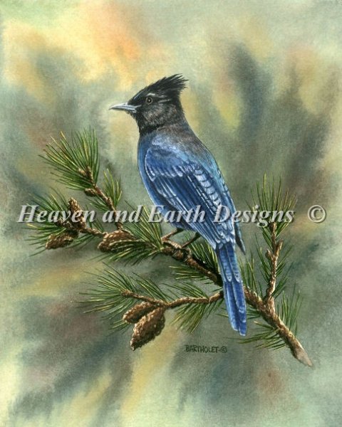 Stellar Jay