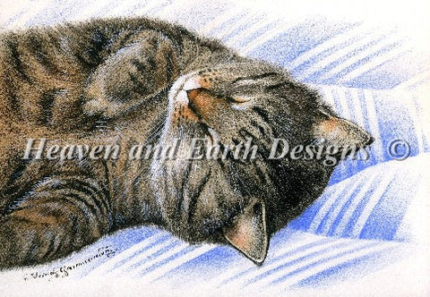 Sleepy Tabby